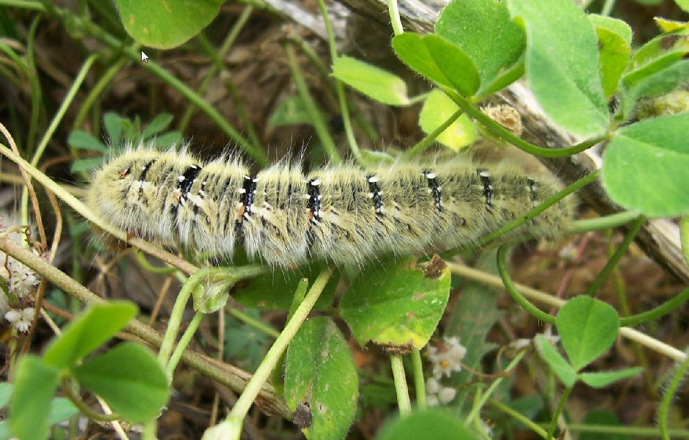 Bruco - Lasiocampa (Pachygastria) trifolii